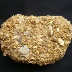 „Sternberger Kuchen“, ein vom Transport durch Eis und Wasser geformtes Stück Gestein der proximalen Tempestitfazies der Sülstorf-Schichten, File:StadtmuseumBerlin GeologischeSammlung SM-2012-4234.jpg. (2022, December 6). Wikimedia Commons. Retrieved 00:43, February 4, 2025 from https://commons.wikimedia.org/w/index.php?title=File:StadtmuseumBerlin_GeologischeSammlung_SM-2012-4234.jpg&oldid=712956671.