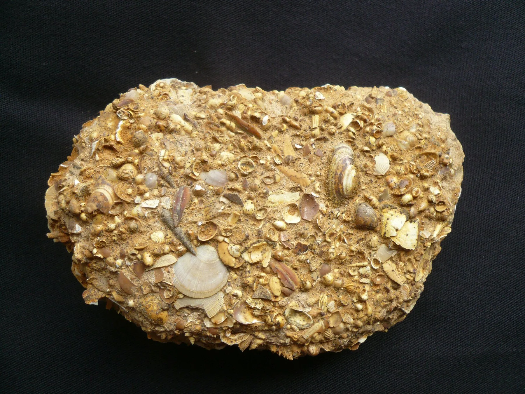 „Sternberger Kuchen“, ein vom Transport durch Eis und Wasser geformtes Stück Gestein der proximalen Tempestitfazies der Sülstorf-Schichten, File:StadtmuseumBerlin GeologischeSammlung SM-2012-4234.jpg. (2022, December 6). Wikimedia Commons. Retrieved 00:43, February 4, 2025 from https://commons.wikimedia.org/w/index.php?title=File:StadtmuseumBerlin_GeologischeSammlung_SM-2012-4234.jpg&oldid=712956671.