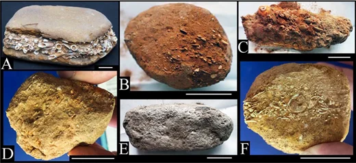 Rock pieces of the glacial erratic Sternberger Gestein, classical sandwich lithological type. Scale bars = 2 cm. A) piece showing three layers, gravel pit at Kobrow. B) KOB_07. C) KOB-11. D) ZAR_01. E) CON_02. F) KOB_12. Pieces B–F were analysed ( Appendix A). Hesemann, Michael. (2024). Foraminifera in the glacial erratic rock Sternberger Gestein from northern Germany. The Journal of Foraminiferal Research. 54. 249-263. 10.61551/gsjfr.54.3.249.