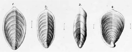 Drawings from 1856 of Palmula oblonga (Roemer, 1838), a characteristic taxon of the Sternberger Gestein (Reuss, 1856). Hesemann, Michael. (2024). Foraminifera in the glacial erratic rock Sternberger Gestein from northern Germany. The Journal of Foraminiferal Research. 54. 249-263. 10.61551/gsjfr.54.3.249. Hesemann, Michael. (2024). Foraminifera in the glacial erratic rock Sternberger Gestein from northern Germany. The Journal of Foraminiferal Research. 54. 249-263. 10.61551/gsjfr.54.3.249.