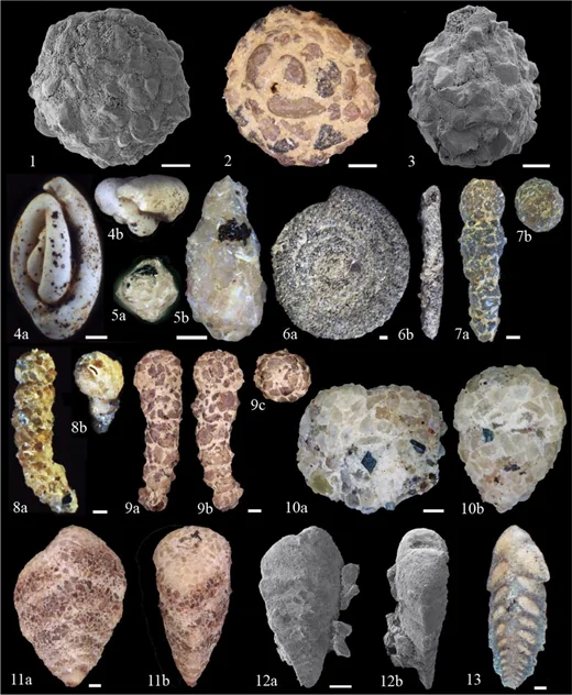 Rock pieces of the glacial erratic Sternberger Gestein, classical sandwich lithological type. Scale bars = 2 cm. A) piece showing three layers, gravel pit at Kobrow. B) KOB_07. C) KOB-11. D) ZAR_01. E) CON_02. F) KOB_12. Pieces B–F were analysed ( Appendix A). Hesemann, Michael. (2024). Foraminifera in the glacial erratic rock Sternberger Gestein from northern Germany. The Journal of Foraminiferal Research. 54. 249-263. 10.61551/gsjfr.54.3.249.