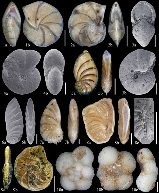Planispiral and planktonic foraminifera of the Sternberger Gestein. Scale bars = 500 µm except for 3, 4, 7, 8c, 10 = 100 µm. 1Lenticulina inornata, 1a apertural view, 1b lateral view. 2Lenticulina sp., 2a apertural view, 2b lateral view. 3Melonis pompilioides, SEM, 3a apertural view, 3b lateral view. 4Melonis affinis, SEM, 4a lateral view, 4b apertural view. 5Astacolus arcuatus, 5a lateral view, 5b apertural view. 6Astacolus gladius, SEM, 6a lateral view, 6b apertural view. 7Astacolus herrmanni, 7a lateral view, 7b apertural view. 8Astacolus sp., 8a lateral view, 8b apertural view, 8c SEM, apertural detail. 9Planularia sp., 9a apertural view, 9b lateral view. 10Ciperoella anguliofficinalis, 10a spiral view, 10b umbilical view, 10c lateral view.Michael Hesemann, Dieter Ketelsen; Foraminifera in the glacial erratic rock Sternberger Gestein from northern Germany. Journal of Foraminiferal Research 2024;; 54 (3): 249–263. doi: https://doi.org/10.61551/gsjfr.54.3.249